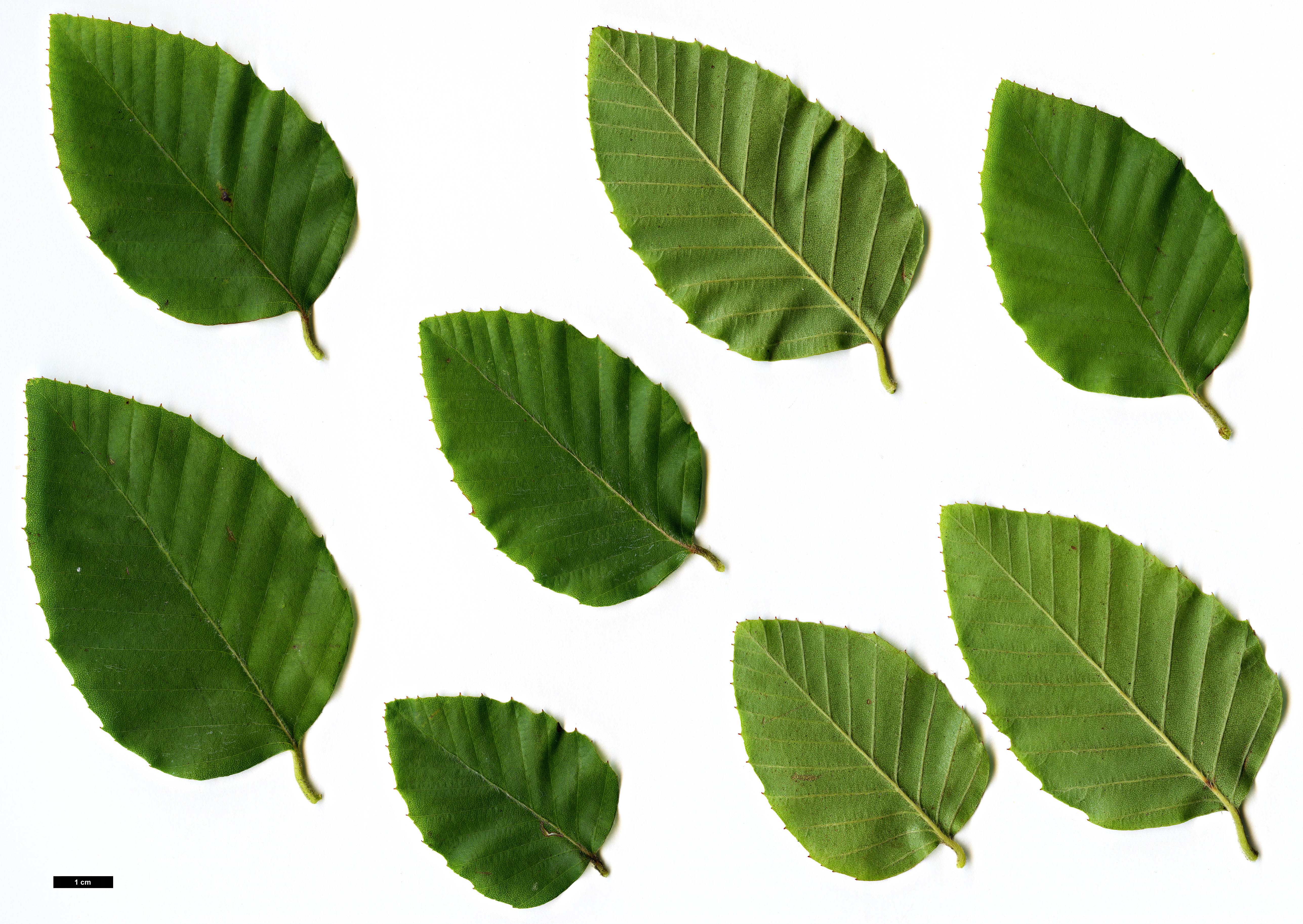 High resolution image: Family: Nothofagaceae - Genus: Nothofagus - Taxon: alessandrii